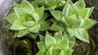 シャーマンの植物が、学術誌に載った日