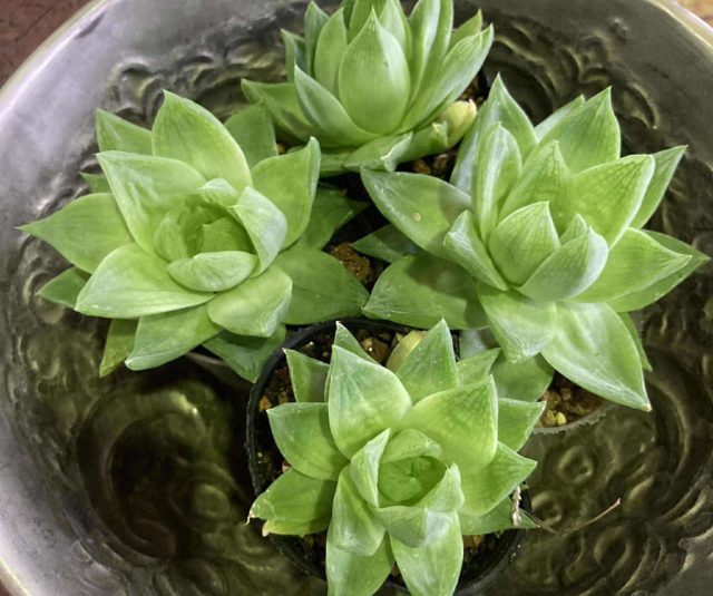 コラム 「共生のシャーマニズム学」教授 SUGEE